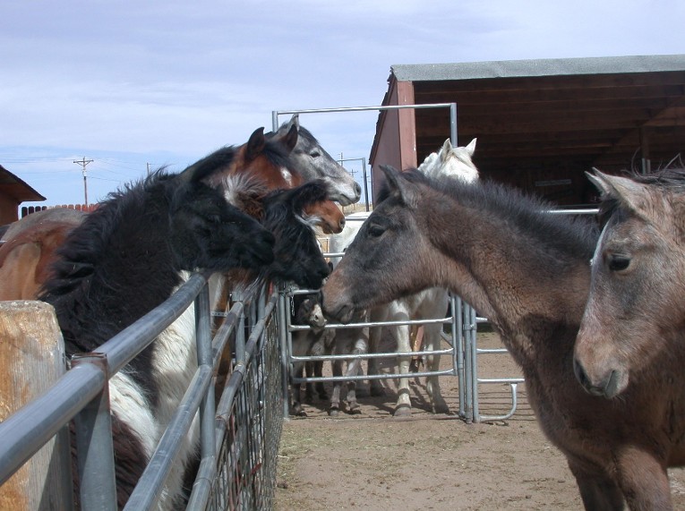 Training foals.