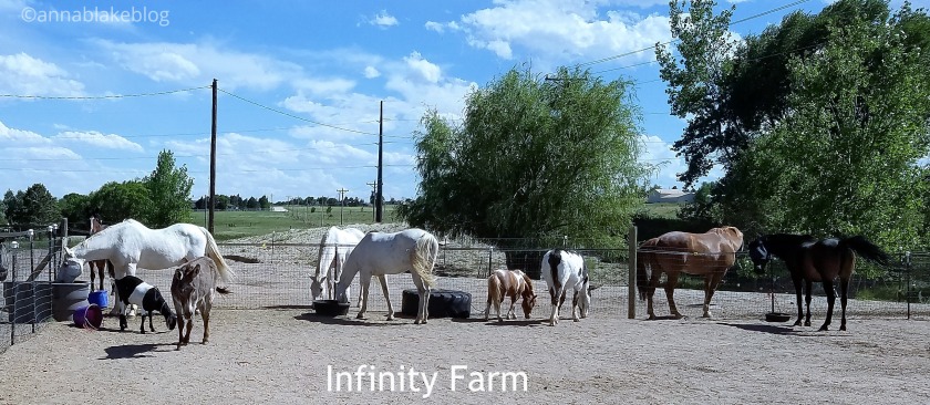 WM Infinity Farm