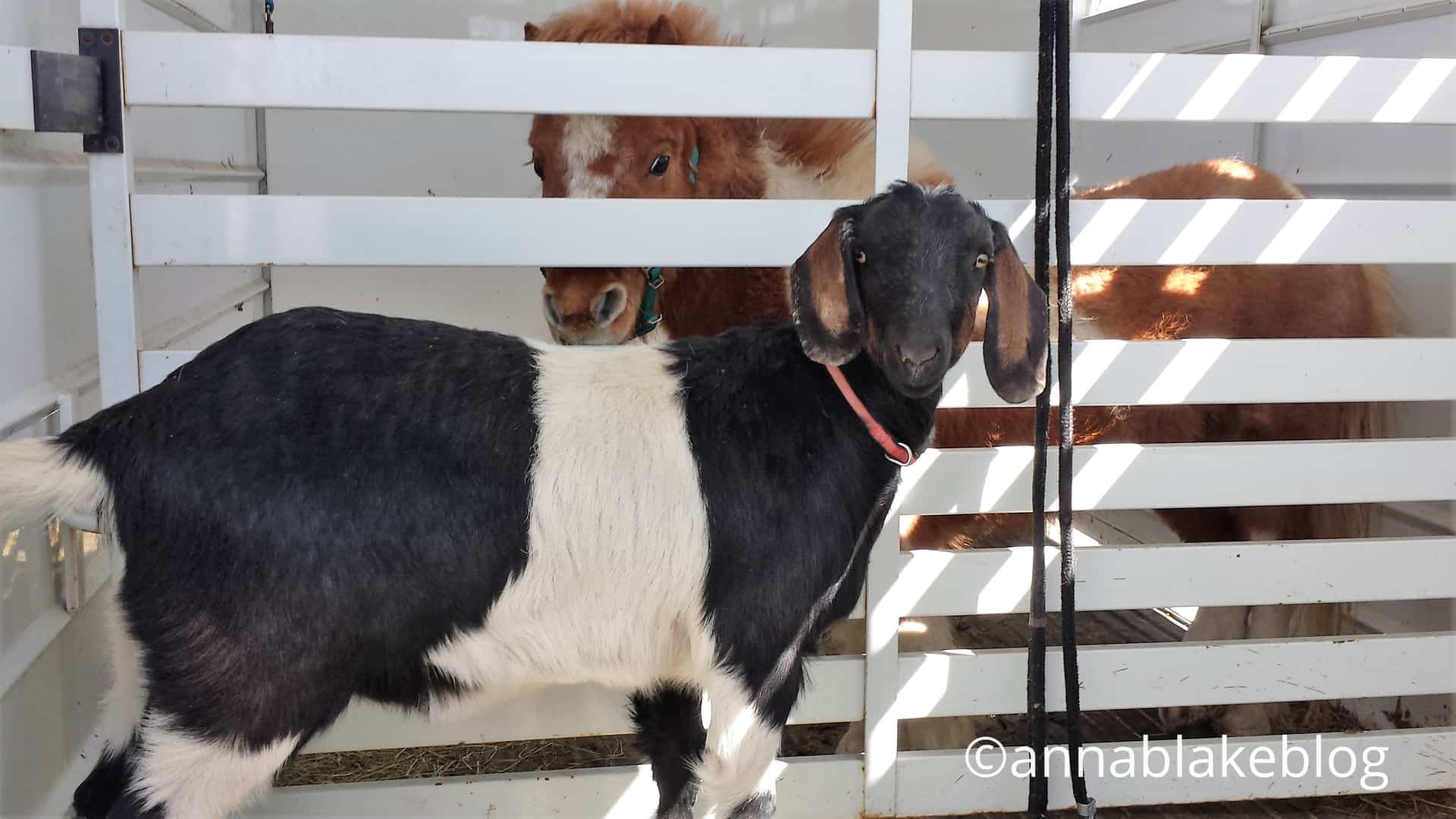 WM trailer goat